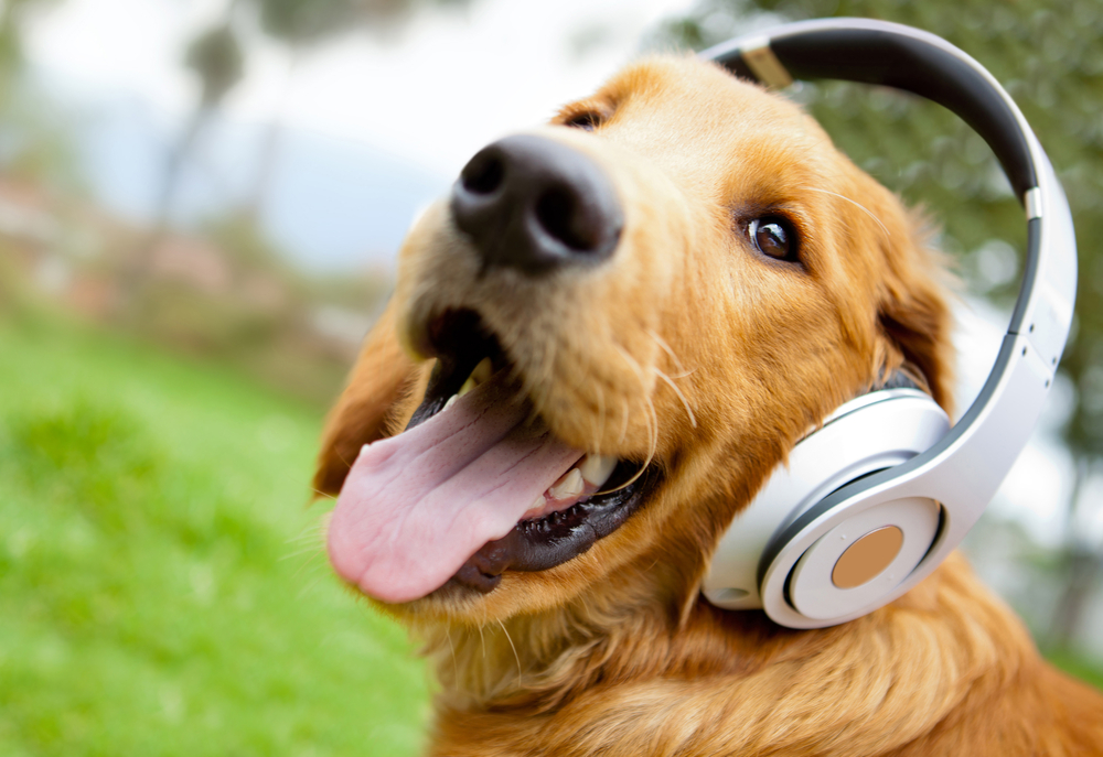 Cute dog listening to music with headphones - outdoors